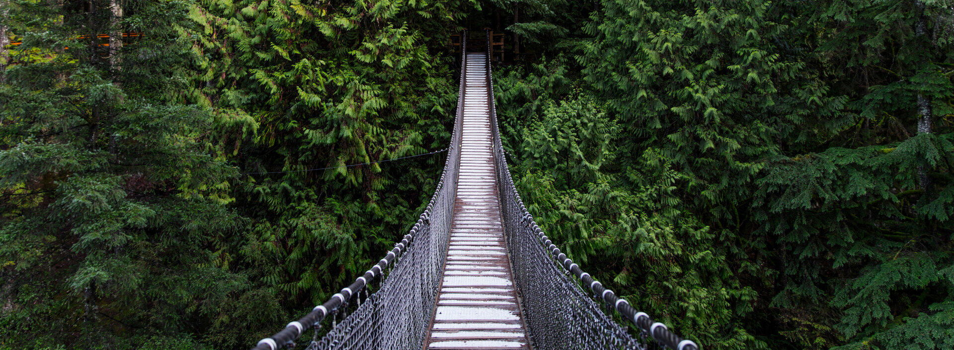 Schmale H&auml;ngebr&uuml;cke f&uuml;hrt in einen dichten gr&uuml;nen Nadelwald